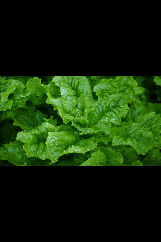 Healthy Diets For You - náhled