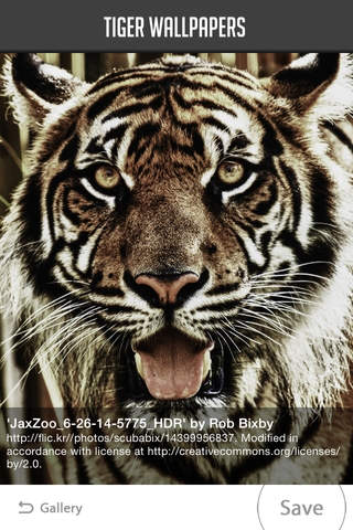 Tiger Wallpaper - náhled