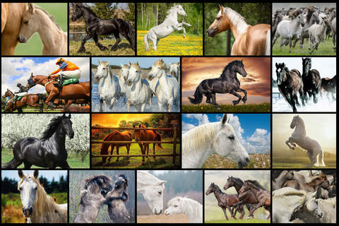 Mighty Horses - Real Horse Picture Puzzle Games fo - náhled