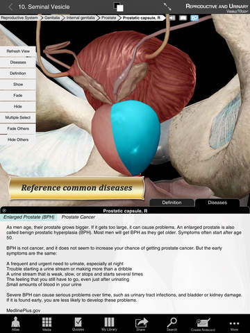 Reproductive and Urinary Anatomy Atlas: Essential Reference for Students and Healthcare Professionals screenshot 10