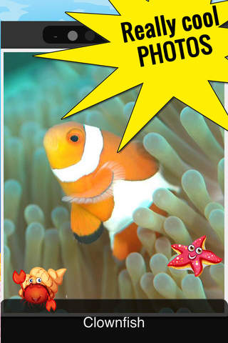 Funny Fish Games and Photos - náhled