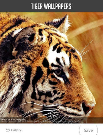 Tiger Wallpaper screenshot 7