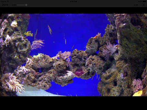 Aquarium Videos 4K screenshot 6