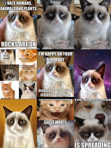 happy cat meme
